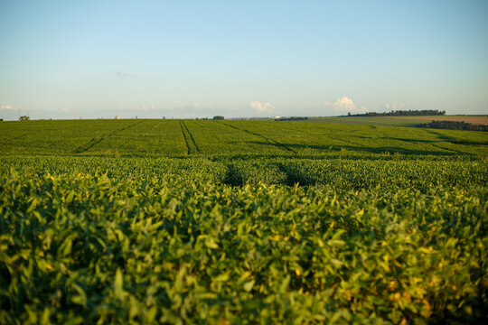 Soja, gr&atilde;o de soja no c&eacute;u azul