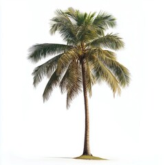 Obraz premium Coconut Palm Stands Alone in Bright Light in a Simple Outdoor Setting