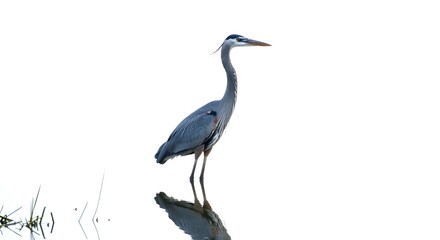 Fototapeta premium Great blue heron standing in shallow water, isolated on white background. Concept of wildlife, nature, bird species, elegance, and natural beauty.