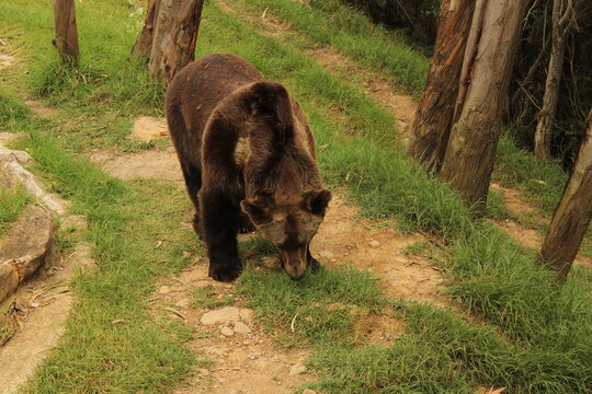 oso 