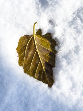 Vertical close-up of a fallen dry autumn leaf resting on fresh winter snow