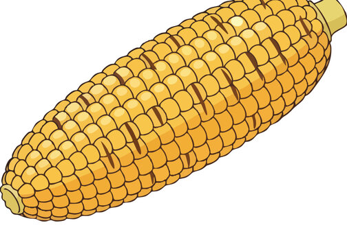 A single yellow corn on the cob.