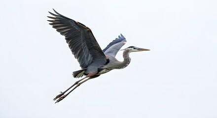 Obraz premium Side view of great blue heron spreading its wings, isolated on neutral background. Concept of wildlife, freedom, bird behavior, natural elegance, and wilderness observation.