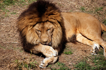 African Lion (Panthera Leo)