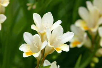 Obraz premium Unas aromáticas y preciosas Freesia alba, palmira, fresilla o flor de San José 