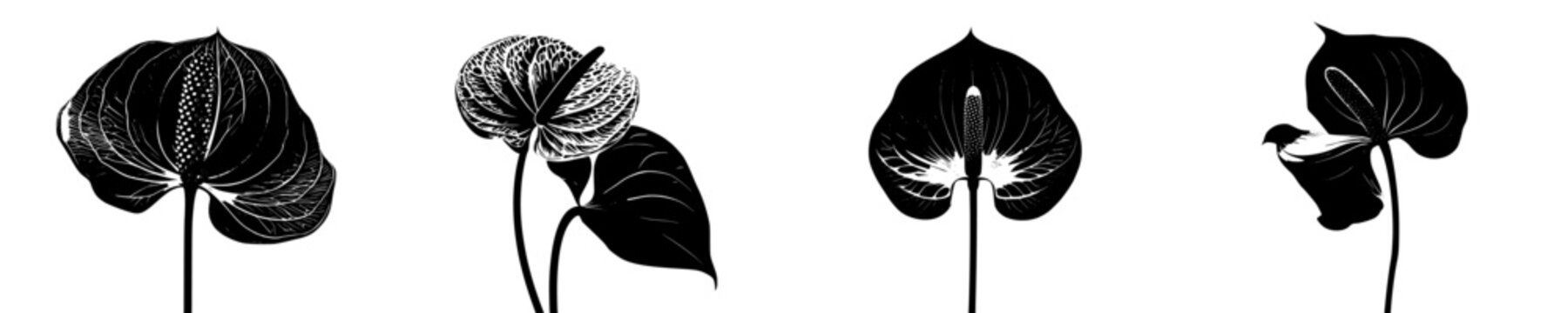 Mysterious Anthurium: A Silhouette of Elegance