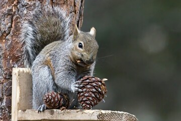  Cute squirrel with chunk of pine cone.