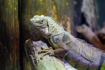 Obraz premium iguane vert