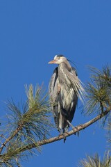  Portraiture of a great blue heron in a tree.