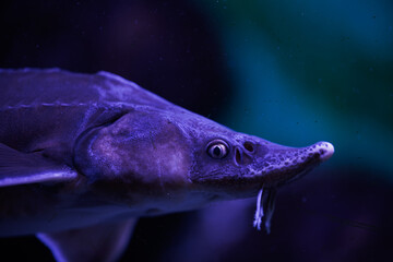 esturgeon de profil en gros plan © Marc