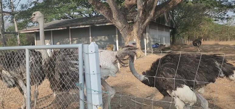 Ostriches at the Ostrich farm in Rayong, Thailand