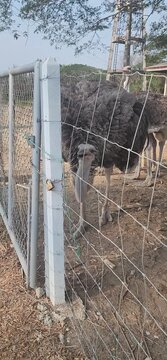 Ostriches at the Ostrich farm in Rayong, Thailand