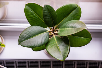 Fototapeta premium Ficus elastica plant showing lush green leaves, top view of indoor houseplant