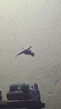 Lizards running around at my hotel in Vietnam