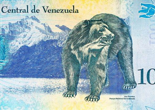 10000 Bolivares, Venezuela fragment banknote with the image of oso frontino. Inflation in the country. Money of Venezuela