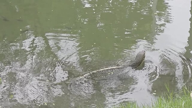 Monitor Lizards inside Benjikitti Park in Bangkok