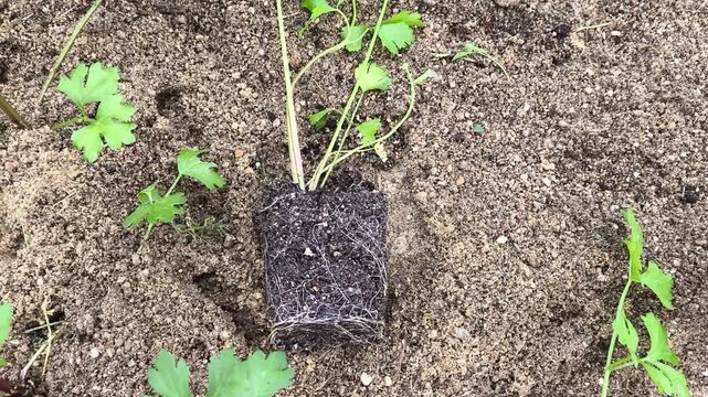 Real Life Authentic Video of Planting Celery Seedlings into Outdoor Garden Bed in Spring