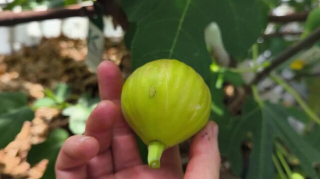 Real Life Authentic Non-AI Video of Ripening Figs on a Fig Tree inside a Home Greenhouse for Hobby Gardening and Self-sufficiency