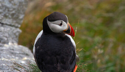 Atlantic puffin on a rocky cliff. Seabird with bright orange beak and feet against a soft green coastal background.