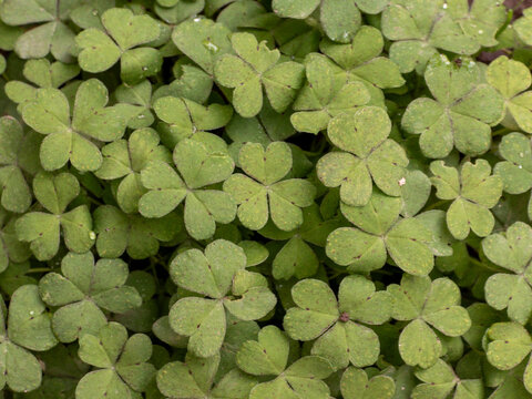 Green three leaf clover plants growing in a dense patch for a natural background texture