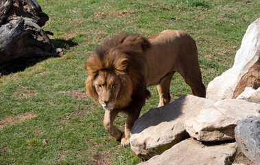 African Lion (Panthera Leo)