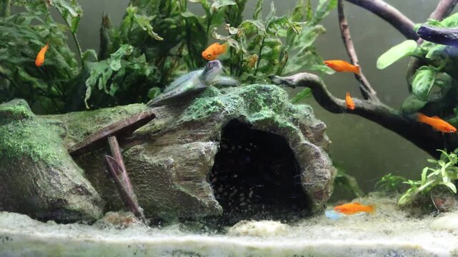 Des poissons Platy dans un aquarium domestique. Xiphophorus maculatus.