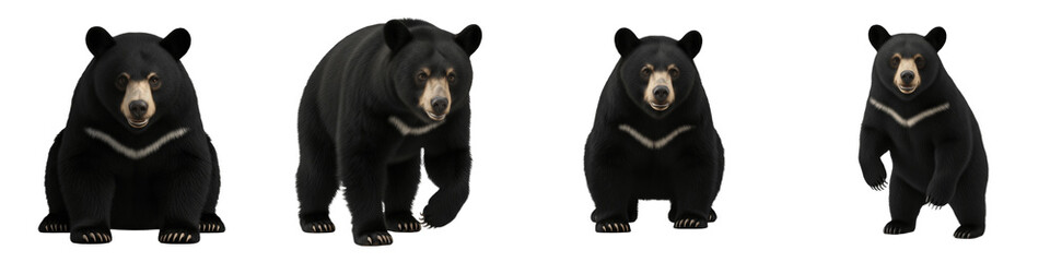 Fototapeta premium Cute Black Bear Characters with Friendly Poses and Expressive Faces Isolated on White Background PNG for Kids Wildlife Illustration Design Set Bundle