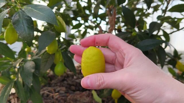 Real Life Authentic Video of Limequat Tree with Many Small Fruits Growing in a Pot inside a Home Greenhouse