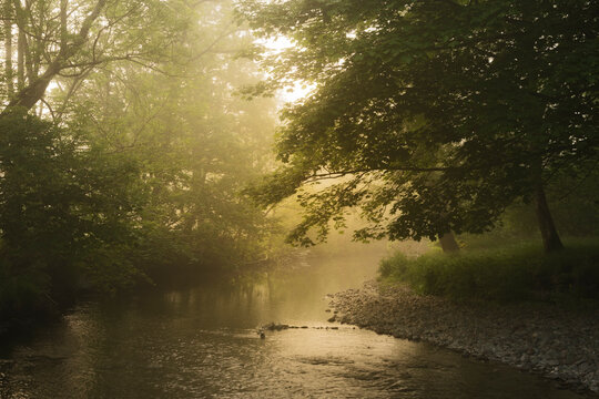River through a forest on a summer morning at sunrise, Elterwater, Lake District, Cumbria, England, UK