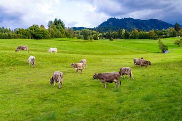 Obraz premium Grazing Cows on Lush Green Hills