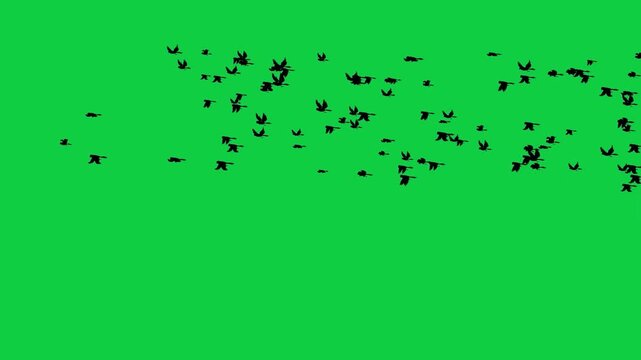 Large Birds Flock Flying Animation with Many Birds Flying Away
