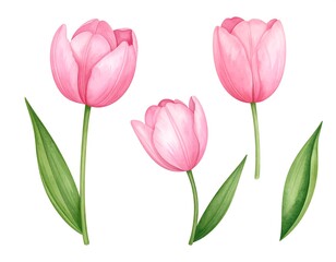 Fototapeta premium Three pink tulip flowers, stems and leaves, isolated on white, watercolor style illustration