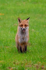 Red fox standing alert in green meadow looking directly at camera. Wild fox pauses calmly in open grassland, curious mood, wildlife observation, nature concept