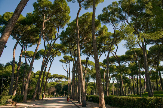 Italy, Rome.   Stone Pines (Pinus pinea), also known as Umbrella Pines or Parasol Pines line boulevard leading through park to the Villa Borghese.  