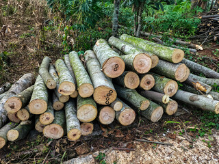 Several logs with varying bark textures lined up against a wall. Large pieces of wood are neatly arranged on the side of the road. Selective focus.