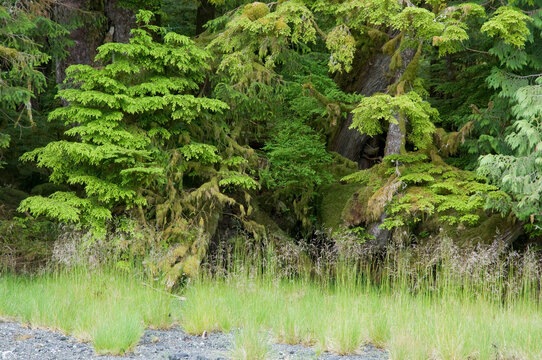 Canada, BC, Queen Charlotte Islands, Gwaii Haanas National Park Reserve