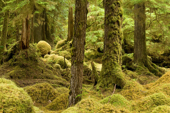 Canada, BC, Queen Charlotte Islands, Gwaii Haanas National Park.  Windy Bay (hlk'yah Llnagaay).