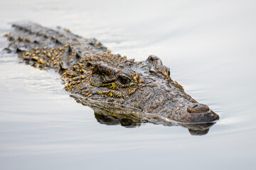 Fototapeta premium Closeup image of a male Cuban Crocodile swimming in water