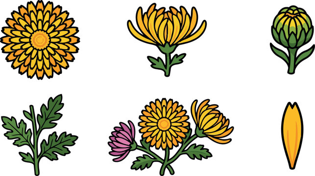 Flat design botanical icons chrysanthemum close up set with varied bloom stages leaf stem petal detail on white clean outline