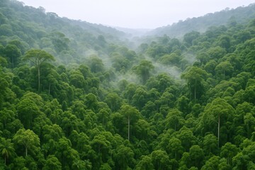 Obraz premium Lush Green Rainforest Canopy with Mist, Revealing a Verdant Landscape of Natural Beauty and Biodiversity