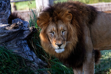 Obraz premium African Lion (Panthera Leo)