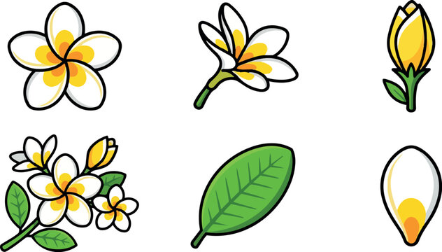 Flat design close up plumeria flower cluster with single bud and leaf vector stickers white yellow bold outline composition artwork