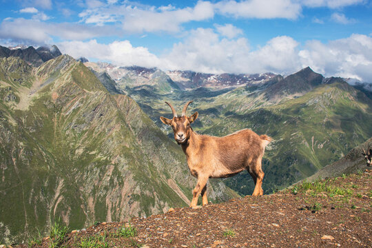 Bergziege am Bergpass