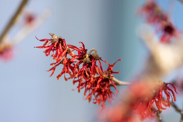 Hamamelis intermedia orange red winter spring flowering plant, group of amazing witch hazel Orange beauty flowers in bloom