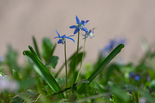 Scilla siberica blue flowers in bloom, Siberian wood squill flowering plant in the grass in the park