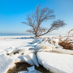 view to alone tree and cracked ice under blue sky in square frame © sergejson
