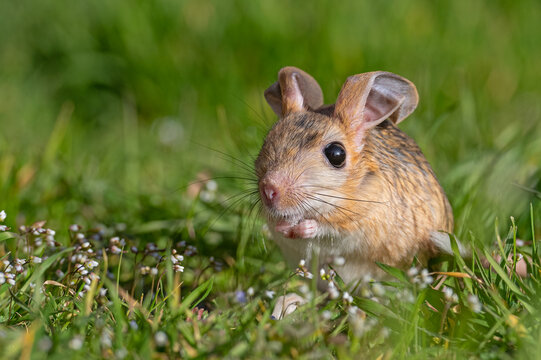 A Williams Jerboa (Allactaga williamsi) peering curiously among the flowers in a green meadow. A detailed portrait shot in its natural habitat, featuring its long ears and large eyes.