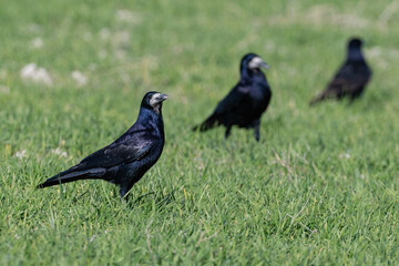 Fototapeta premium A rook (Corvus frugilegus) searching for food in a green meadow. In the background, blurred with other rooks, displaying herd behavior and sharp eyes in its natural habitat.
