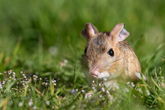 A Williams Jerboa (Allactaga williamsi) resting among the grass.