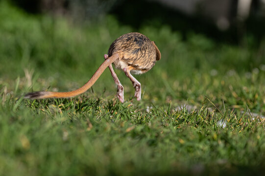 The moment the Williams Jerboa (Allactaga williamsi) jumps.